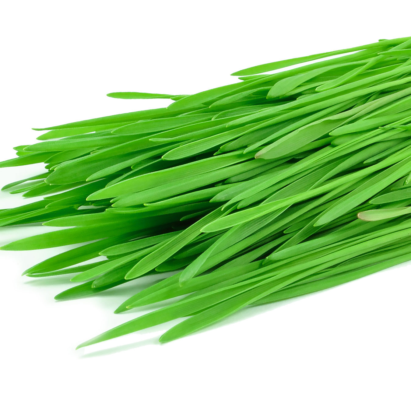 kyanculture_wheatgrass